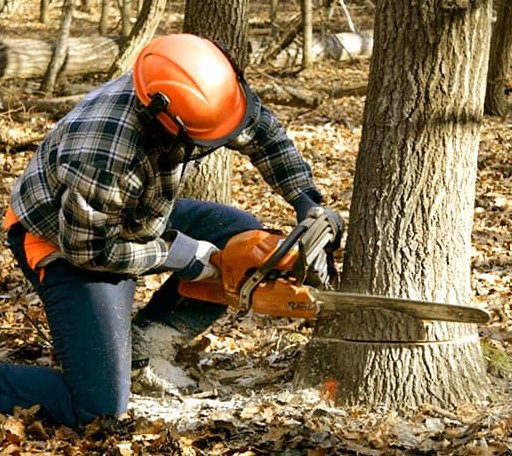 Tree Removal in Lincoln, IL